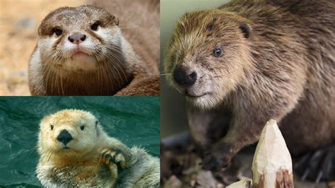 are beavers and otters related